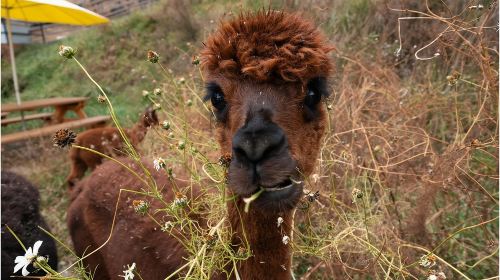 Seoul, South Korea + Alpaca World + Nami Island + Petite France Village one-day tour[Seoul Surrounding private charter&] Day Tours