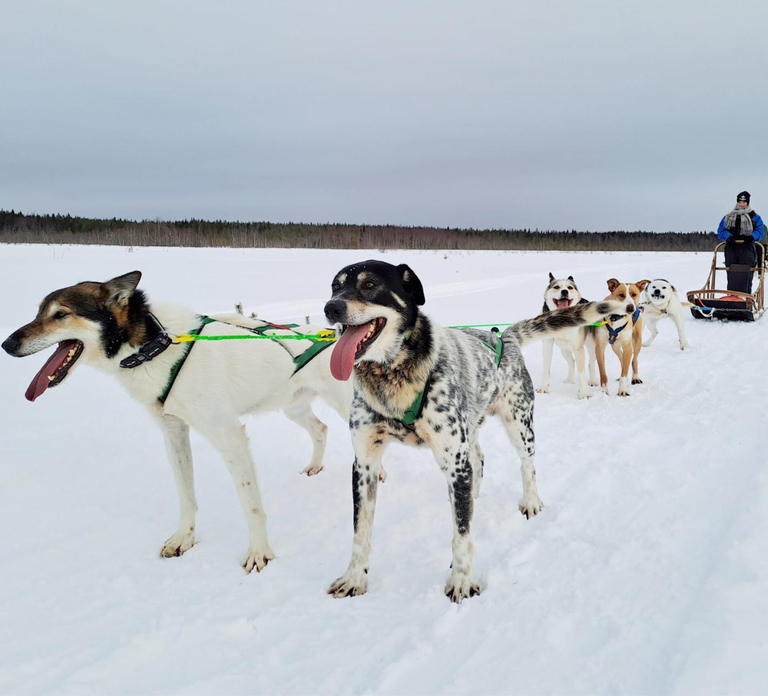Kemi-Tornio: Husky Sled Ride with Hot Drink