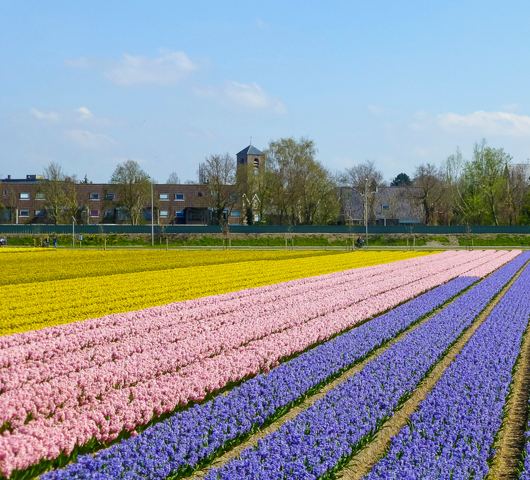 Keukenhof: Flower Fields Small-Group Cultural Bike Tour