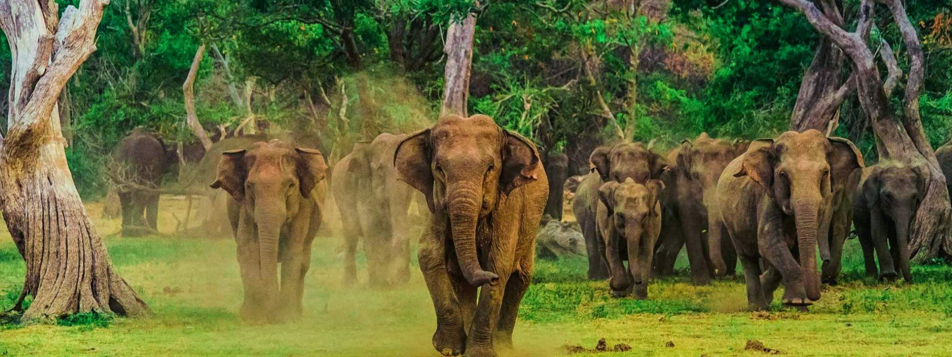 Udawalawe National Park Private Safari Tour from Bentota - HolidaySG