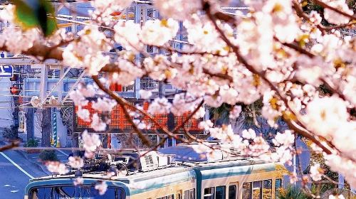 Kotoku-in + Komachi Street + Enoshima + Tsurugaoka Hachimangu one-day tour with free Enoden train experience - HolidaySG