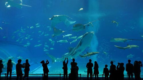 Okinawa Churaumi Aquarium and American Village day tour [departing from Naha or Chatan, join-in tour or private charter] Day Tours