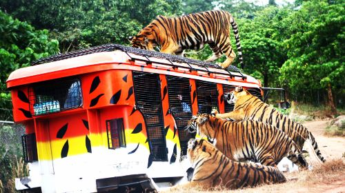 Zoobic Safari