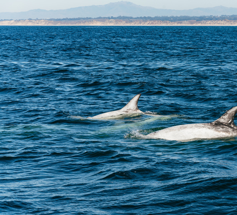 Monterey Bay: Whale Watching Tour