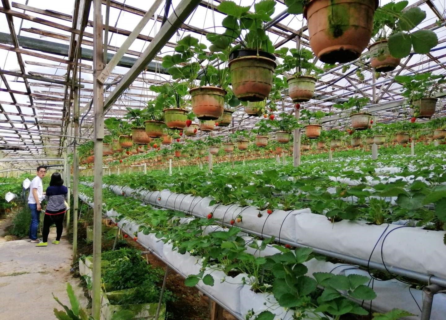 Cameron Highlands and Mossy Forest Half Day Tour - HolidaySG