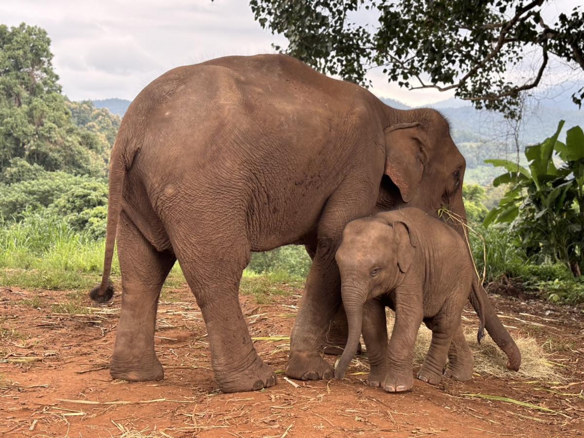 Pon Elephant Thailand