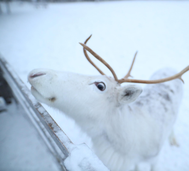 Rovaniemi: Husky and reindeer farm visit with sleigh rides