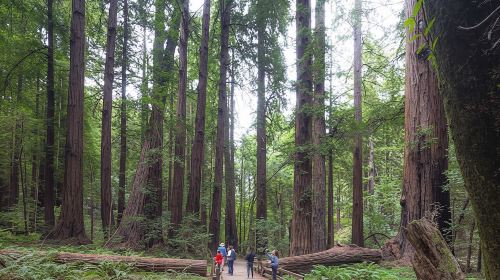 Muir Woods and Sausalito tour with Escape from the Rock cruise