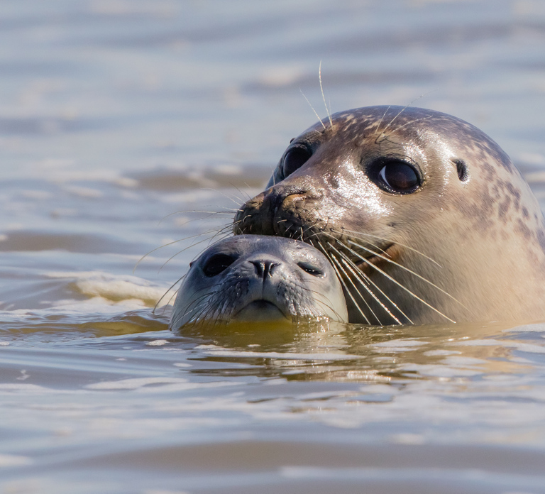 Sylt: Seal Watching Boat Tour from Hörnum