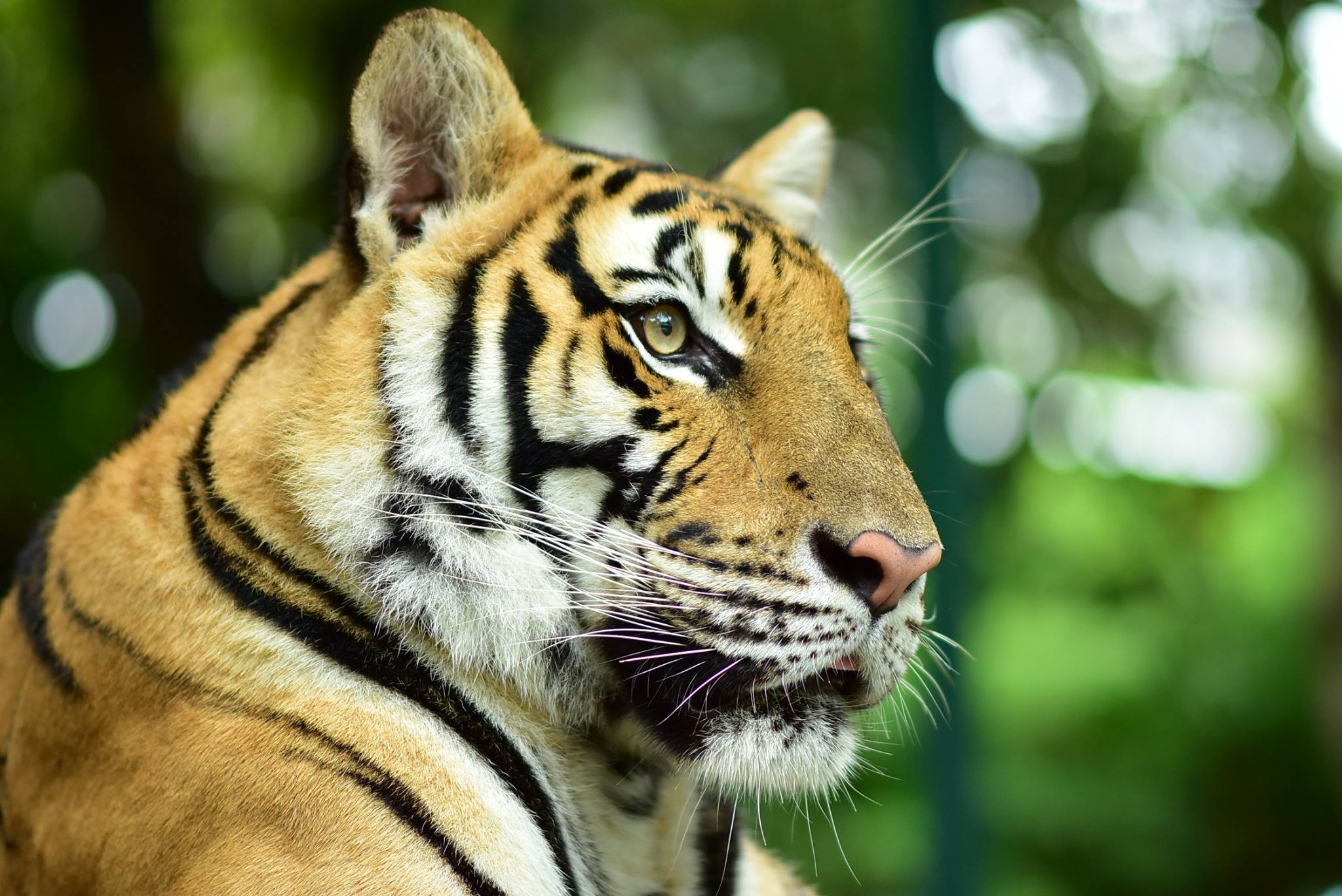 Tiger Kingdom Phuket with Private Transportation in Phuket - HolidaySG