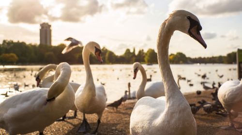 Big Ben, Hyde Park, Tower of London, Kew Gardens, and Notting Hill one-day tour (Privated Charter Route)