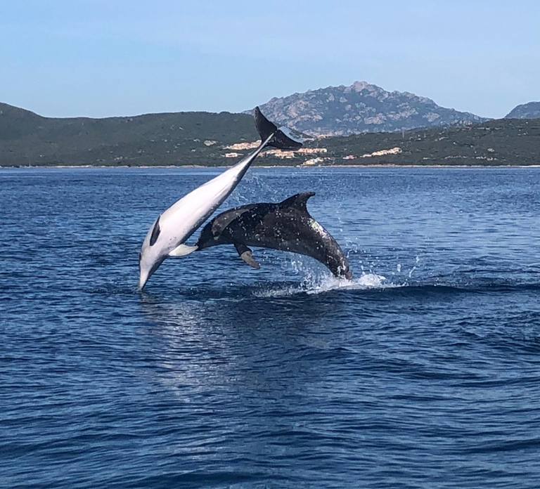 Golfo Aranci: Eco-Friendly Dolphin Watching Boat Trip