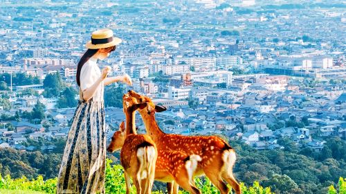 Cute Deer Adventure|Kyoto and Osaka Day Tour with Nara Park, Fushimi Inari Taisha, and Arashiyama Day Tours