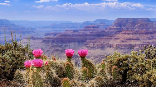 Las Vegas: Grand Canyon West Rim Tour with Skywalk and Lunch Day Tours