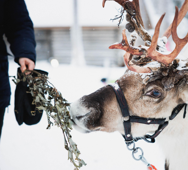 Levi: Husky and Reindeer Farm Tour with Sled Ride