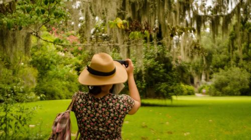 Charleston: Magnolia Plantation with Transport and City Tour Day Tours