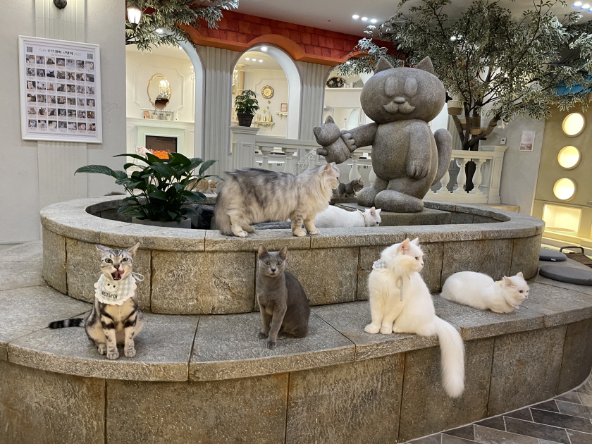 [Non-Korean] - [Hongdae] Roofcatme Cat Café Weekday Discount Admission