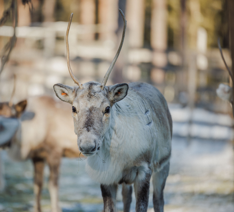 Rovaniemi: Reindeer Experience with Sleigh Ride