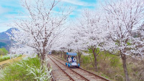 Nami Island + Petite France or Italian Village + Gapyeong Rail Bike + Garden of Morning Calm 1-day tour Day Tours