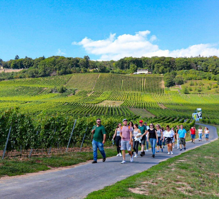 Rüdesheim - Guided wine hikes with 4wines and cable car ride