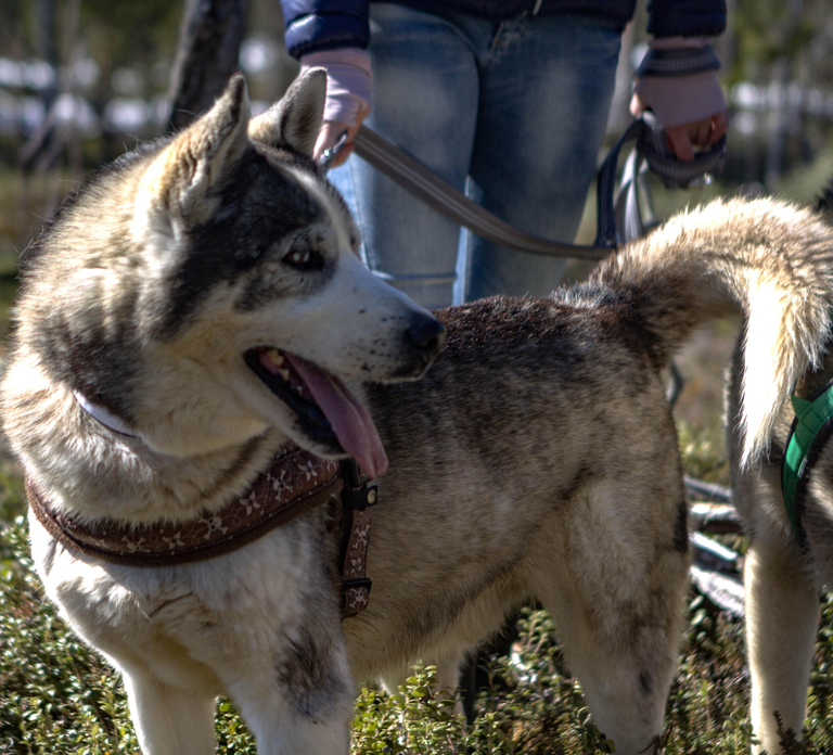 Inari: Husky Hike