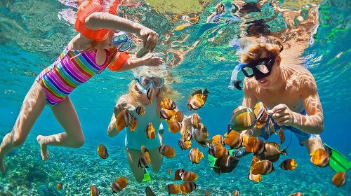 Oahu's Ultimate Tour: Dole, Turtle Snorkel, Pali Lookout & More Day Tours