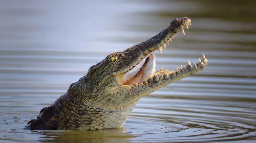 Dubai city tour & Crocodile Park tour with Transfers
