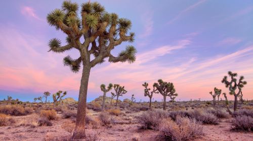 1-day tour to Joshua Tree National Park + The Richard Nixon Library & Museum in Los Angeles, USA Day Tours