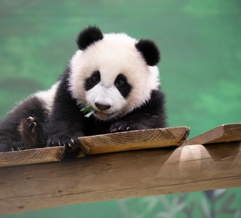 Rhenen: Ouwehands Zoo Entry Ticket