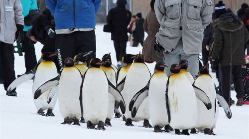 Hokkaido Asahiyama Zoo + Panoramic Flower Gardens Shikisai-no-oka Snow Play 1-Day Tour with Free Zoo Admission Ticket Day Tours