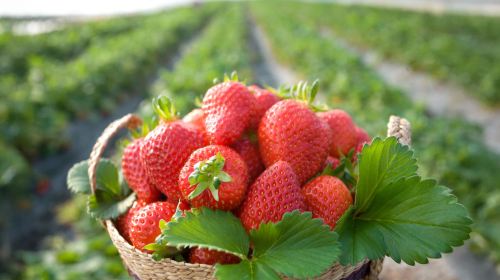 Winter exclusive|Korea Fresh Strawberry Picking Experience X Nami Island X Gangchon Rail Bike Day Tours