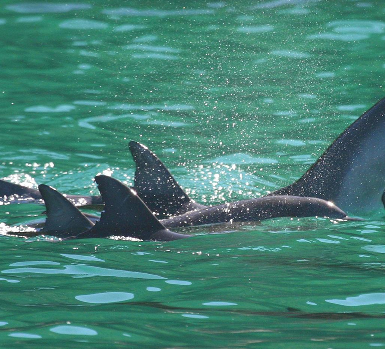 Port Stephens: Dolphin Watching Cruise