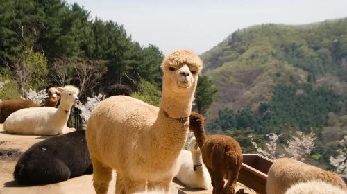 "Cute Alpaca World + Gangchon Railway Theme Park Adventure" (Depart from Seoul) One-day Tour Day Tours