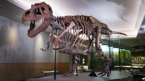 The Field Museum of Natural History: Pass
