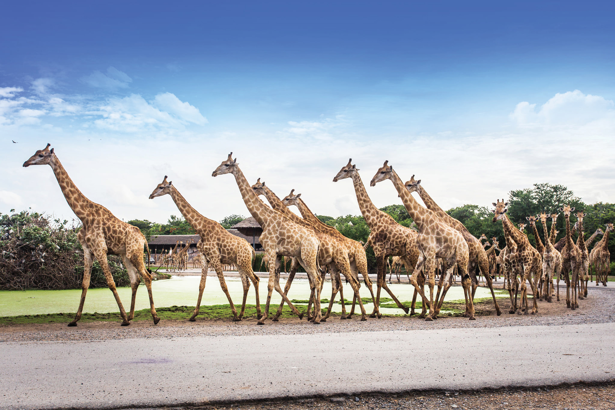 Safari World Bangkok Include Private Transfer. (Major Area in Bangkok and Extra Area in Bangkok) - HolidaySG