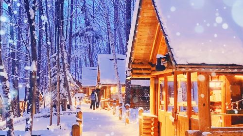 1-day tour to Asahiyama Zoo, Ningle Terrace, Blue Pond and Shirahige Falls in Hokkaido, Japan Day Tours