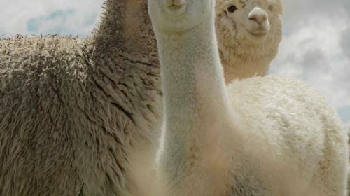 Winter Exclusive | From Seoul: Nami Island, Eobi Valley, and Alpaca World Day Tours