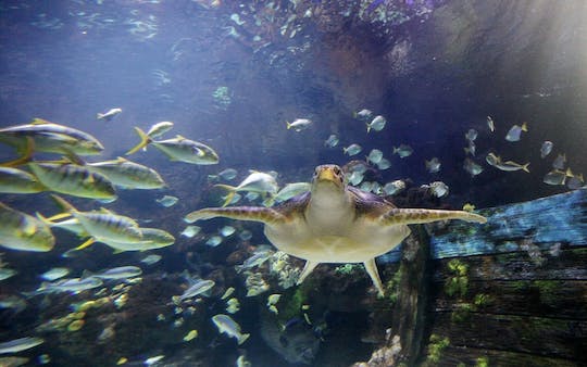 SEA LIFE Timmendorfer Strand tickets
