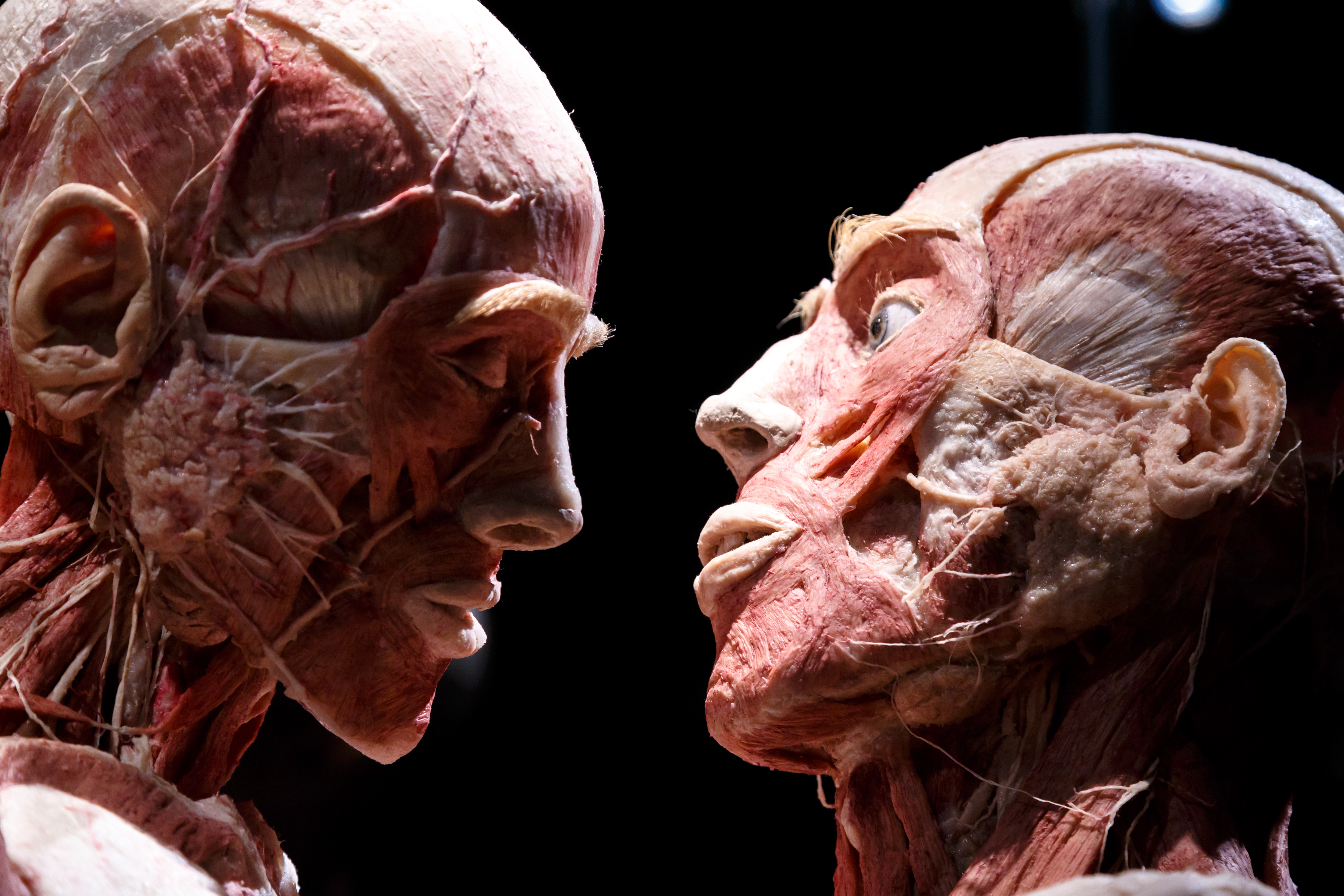 BODY WORLDS - The Happiness Project: Skip The Line Ticket