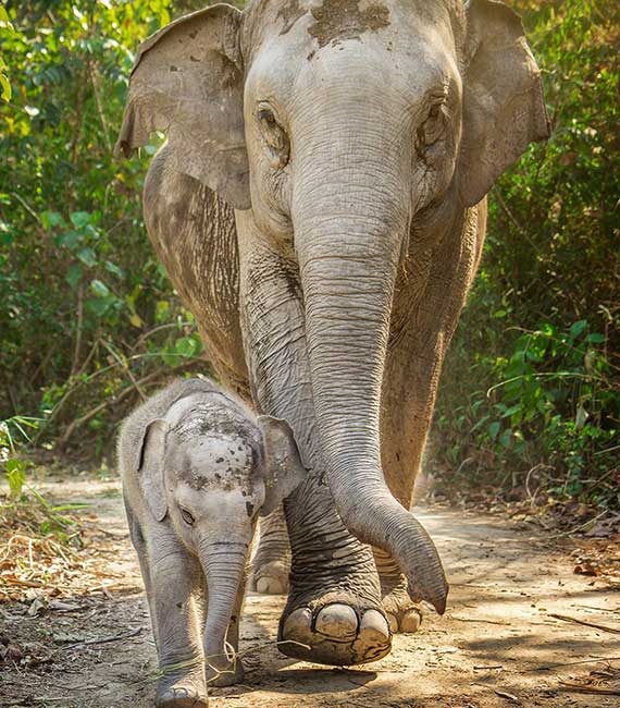 Elephant Jungle Sanctuary - Samui
