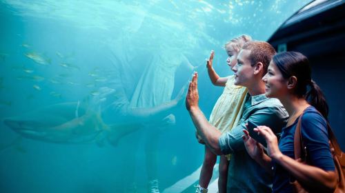 Orlando: SEA LIFE Orlando Aquarium Day Tours