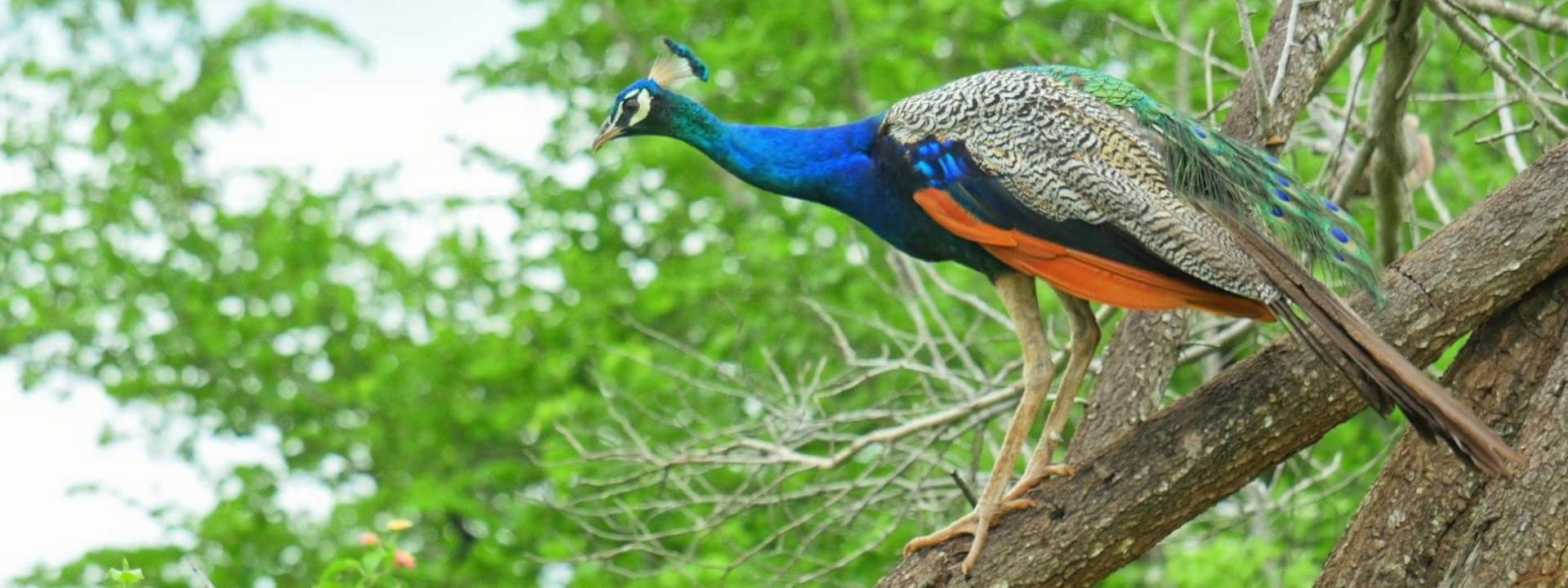 Yala National Park Safari Day Tour from Ella