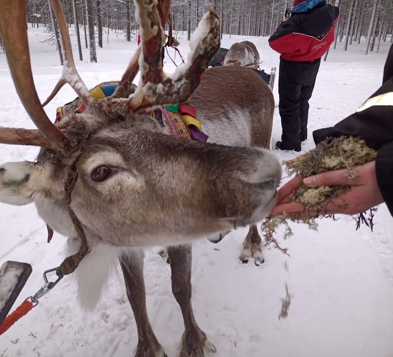 Saariselkä: Northern Lights & Reindeer Sledding Tour