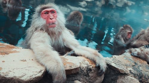 Private Snow Monkey Tour - Conveniently Resort Hop and Sightsee Day Tours