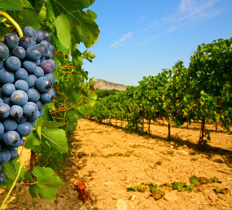 From Avignon: Half-Day Great Vineyards Tour