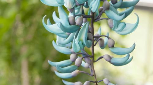 Hortus Botanicus Leiden: Skip The Line Ticket Child