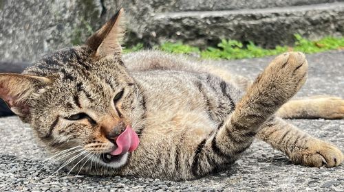 Houtong Cat Village & Jiufen & Shifen Day Tour from Taipei Day Tours