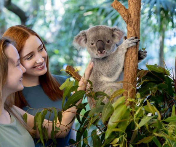 Lone Pine Koala Sanctuary - HolidaySG