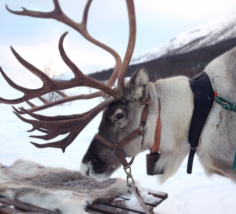 Rovaniemi: Authentic Reindeer Farm Visit and Sleigh Ride
