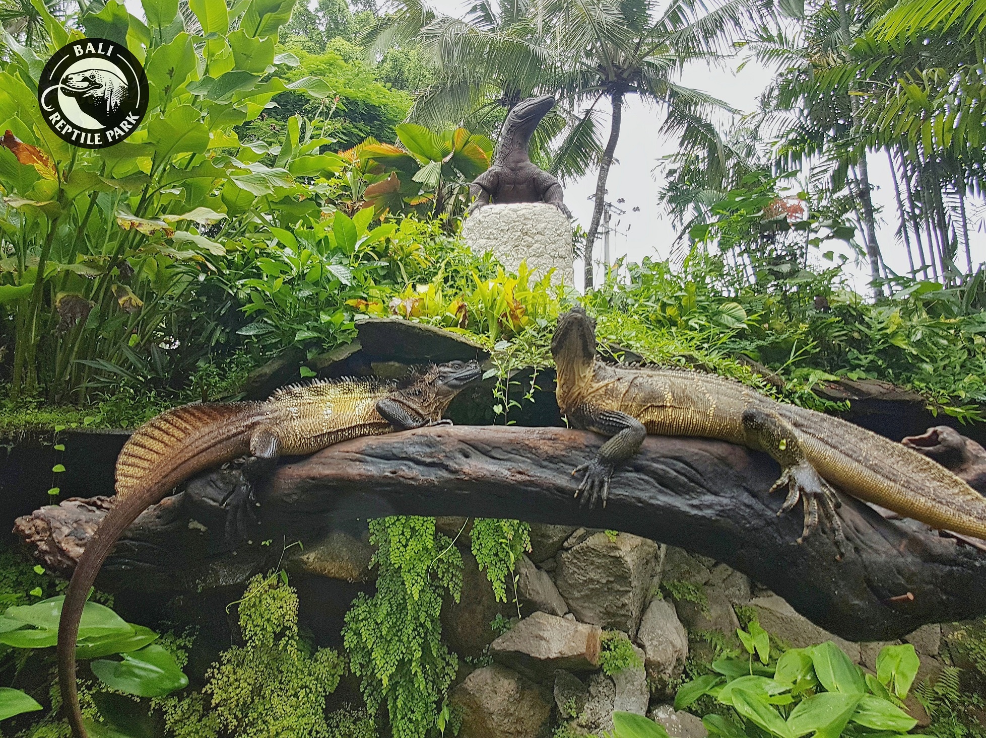 Bali Reptile Park